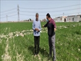 پایش بیماریهای مهم غلات در مزارع  شهرستان رباط کریم  