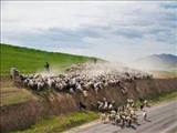 کوچ بهاره عشایر شهرستان ری آغاز شد