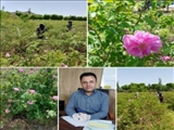 آغاز برداشت گل محمدی از بوستان شهرداری صفادشت 