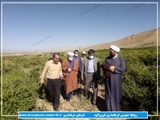 گزارش تصویری/ بازدید فرماندار فیروزکوه از مزرعه تولید گل محمدی  ارگانیک شهرستان فیروزکوه 
