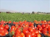 ملارد، رتبه برتر کشوری در تولید گوجه فرنگی