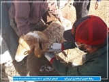 آغاز طرح واکسیناسیون رایگان دام‌ها در شهرستان فیروزکوه