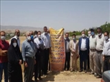 مقایسه چهار رقم گندم در قالب طرح pvs در مزارع کشاورزی شهرستان دماوند