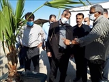 بازدید معاون وزیر جهاد کشاورزی از قطب تولید قارچ کشور در استان تهران
