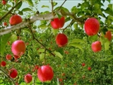 پیش بینی برداشت ۲۰۰هزارتن سیب درختی از باغات دماوند/پرداخت خسارت تگرگ‌زدگی به ۲۲۰۰هکتار از باغات شهرستان