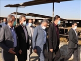 بازدید معاون سازمان شهرداری‌ها و دهیاری‌های کشور و معاون عمرانی استانداری تهران از طرح توسعه‌ای دامداری ۸۵۰۰ راسی در قرچک