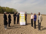 برگزاری سایت الگویی افزایش عملکرد گندم شهرستان تهران