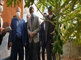 گزارش تصویری /آیین افتتاح گلخانه پاپایا در پاکدشت