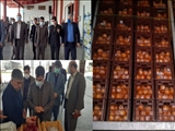 معاون استاندار تهران: ذخیره کافی کالاهای اساسی در استان تهران/ 5 هزار تن میوه و 14 هزار تن مرغ ذخیره‌سازی شد