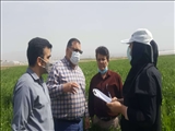 پایش وکنترل 7هزارهکتار از مزارع پیشوا علیه عوامل خسارتزای محصولات استراتژیک