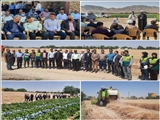 آغاز برداشت گندم از مزارع شهرستان ملارد؛ همزمان با اجرای مراسم روز مزرعه
