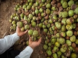 پیش بینی برداشت ۲ هزار تُن گردو در ۶۵۰ هکتار از باغات فیروزکوه