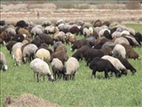 فعالیت ۵۸۰۰ واحد پرواربندی دام سبك و سنگین در تهران