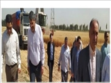 تحویل بالغ بر  ۷ هزارتن گندم به مراکز خرید استان تهران