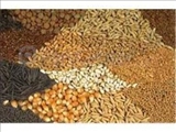 خرید بیش از 3000 تن بذر غلات در استان تهران