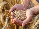 پرداخت بیش از هزار میلیارد تومان از مطالبات گندمکاران استان تهران