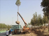 جابجایی 150 اصله درخت معارض پروژه‌ میدان خلیج‌فارس قرچک