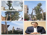 سرپرست شهرداری خبر داد؛ آزادسازی شبکه برق شهری فرون آباد از سرشاخه درختان