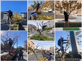 آغاز عملیات هرس و باز پیرایی درختان و گیاهان سطح شهر رودهن