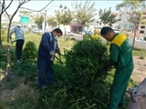 آغاز طرح هرس و پیرایش پاییزی فضای سبز و بوستانهای سطح شهر پاکدشت