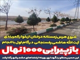 شروع هرس زمستانه درختان در معابر شهر صالحیه