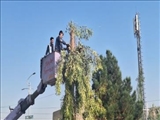 تداوم عملیات هرس پاییزی درختان سطح شهر فرون آباد 
