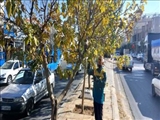  هرس پاییزی درختان شهر صفادشت