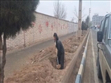  عملیات چاله زنی و بسترسازی جهت کاشت نهال