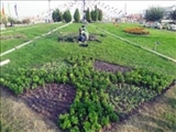 کاشت ۲۰ هزار گل فصلی پاییزه توسط سبزبانان شهرداری پردیس 