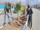 35 نخل تزئینی پالم در شهر فرون آباد کاشته شد