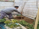 اجرای پویش «هر خانه یك درخت» توسط سازمان فضای سبز شهرداری قدس