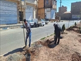 ادامه کاشت نهال و درخت در معابر شهر فرون آباد