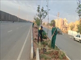 طرح كاشت نهال در معابر شهری آغاز شد