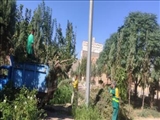 عملیات هرس پاییزه درختان سطح شهر آغاز شد