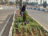 اجرای عملیات کاشت گل و گیاه در سطح معابر شهر فرون آباد