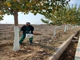 عملیات رنگ آمیزی تنه درختان سطح شهر فرون آباد آغاز شد