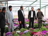 زیباسازی مناظر عمومی شهری با کشت انوع گل و گیاهان