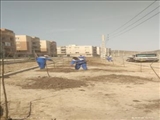 کاشت ۱۰۰ اصله درخت زیتون تلخ در شهرک امید صفادشت