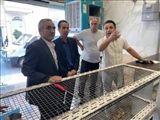 برخورد قاطع فرمانداری رباط‌کریم با نانوایان متخلف در پی شکایات مردمی