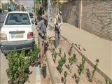 با کاشت گل‌های زینتی در معابر اصلی فضای زندگی شهروندان را با نشاط می کنیم
