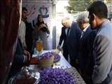 برگزاری سومین جشنواره برداشت زعفران در مزارع منجیل‌آباد با حضور معاون سیاسی استانداری تهران