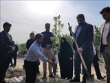 غرس نهال توسط مسئولین شهرستان قدس به نیت شهدای جنگ تحمیلی / یاد سبز شهدا در دل خاک قدس