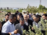 آغاز برداشت زیتون در قیامدشت/ جلوگیری از زمین‌خواری با احیای اراضی