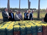 آغاز برداشت انگور در باغات شهرستان ملارد