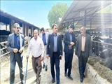 بازدید سرپرست فرمانداری ملارد از یک واحد دامداری /فعالیت ۱۸۳ واحد دامداری در شهرستان ملارد