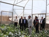 بازدید فرماندار شهرستان قرچک از گلخانه‌های صالح‌آباد