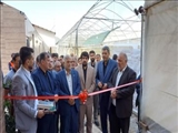 افتتاح گلخانه پاپایا به مناسبت هفته دولت در روستای فیلستان بخش مرکزی شهرستان پاکدشت