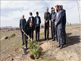 کاشت نهال توسط فرماندار به مناسبت روز درختکاری در روستای شهرآباد رباط کریم 